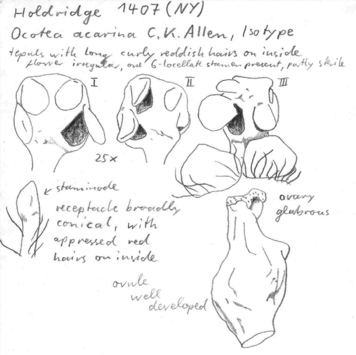 Vorschaubild Ocotea acarina C.K. Allen